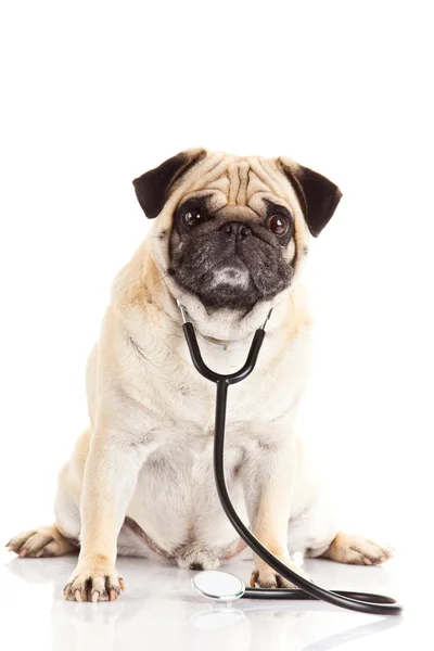 Собака-мопс изолирован на белом фоне доктор — стоковое фото