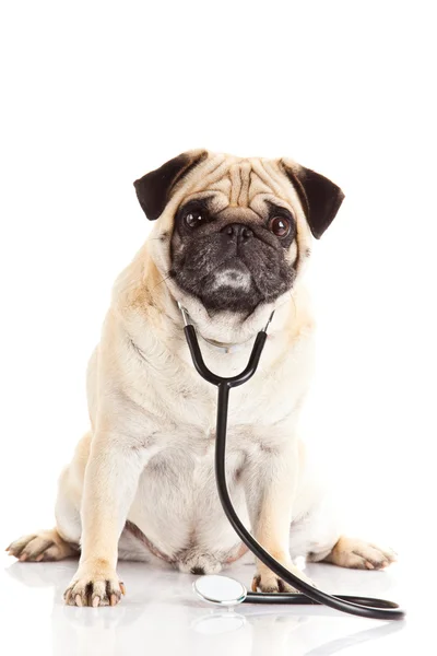 beyaz zemin üzerine doktor izole pug köpek