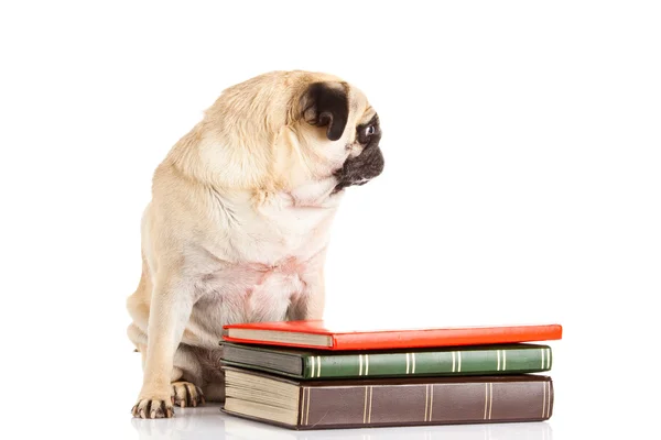 Carlino cane und libri isolati su sfondo bianco — Foto Stock