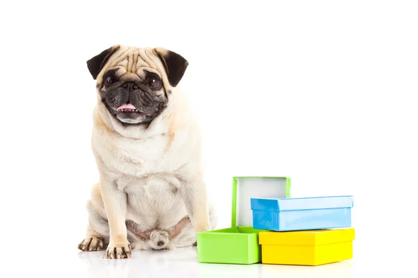 Mops Hundeboxen isoliert auf weißem Hintergrund, Geschenk — Stockfoto