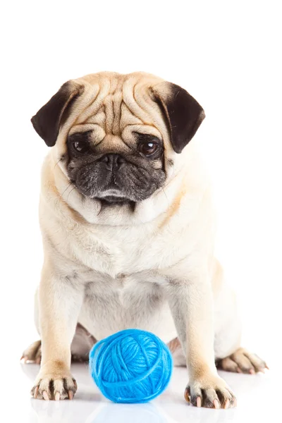 Pug dog draad ballen geïsoleerd op witte achtergrond arts — Stockfoto
