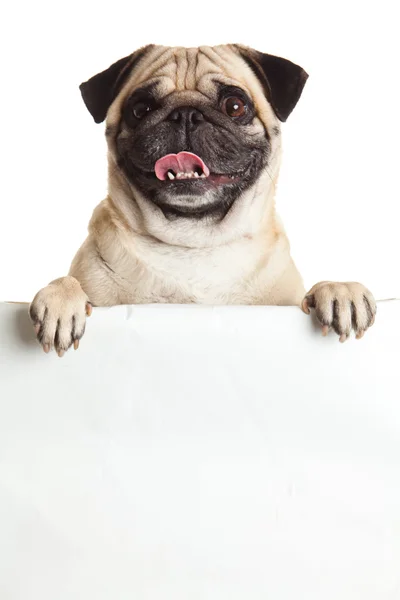 Beyaz arka plan üzerinde izole bunner Pug köpek. Tasarım
