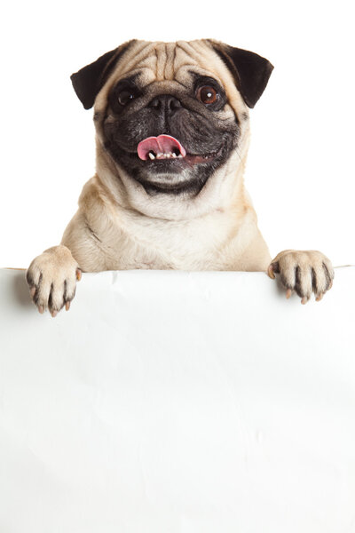 pug dog with bunner isolated on white background. design