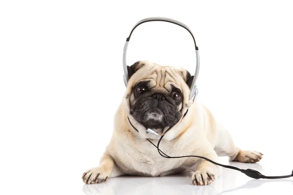 Mops pies z słuchawek na białym tle na białym tle callcenter — Zdjęcie stockowe