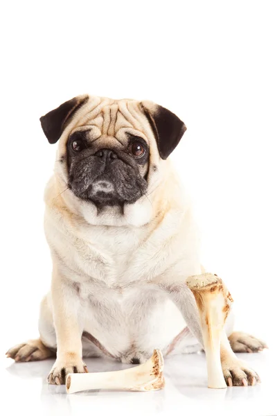 Beyaz arka plan üzerinde izole pug köpek kemiği,