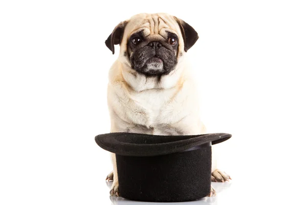 Pug köpek izole üzerinde beyaz arka plan, şapka — Stok fotoğraf