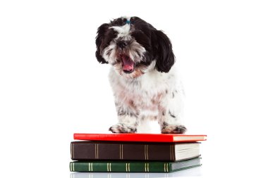 Shih tzu izole beyaz zemin üzerine kitaplar