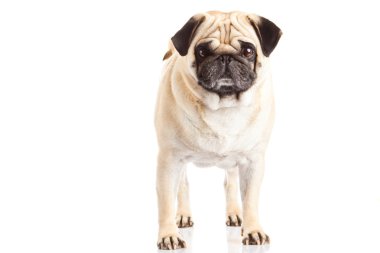 pug dog beyaz arkaplanda izole