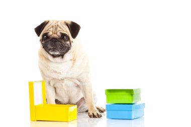Pug köpek kutular hediye izole beyaz zemin üzerine,