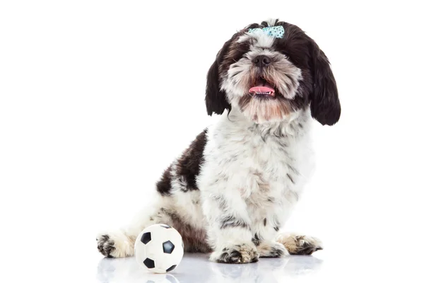 Shih tzu con palla isolata su sfondo bianco — Foto Stock