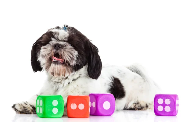 Shih tzu with dices isolated on white background — Stock Photo, Image