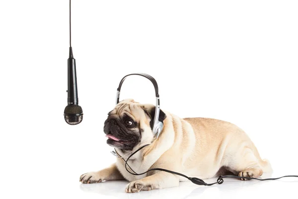 Mops hunden med hörlurar isolerad på vit bakgrund callcenter Stockfoto