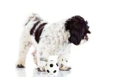 Shih tzu beyaz zemin üzerine izole topu ile