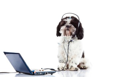 Beyaz arka plan üzerinde izole shih tzu çağrı merkezi bilgisayar