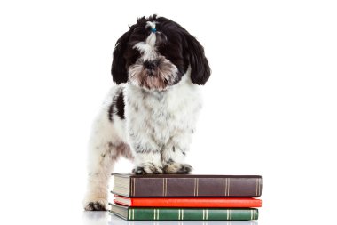 Shih tzu izole beyaz zemin üzerine kitaplar