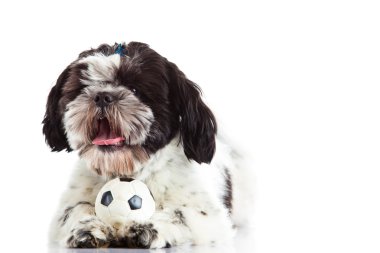 Shih tzu beyaz zemin üzerine izole topu ile