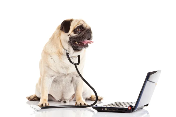 Mops Hund isoliert auf weißem Hintergrund Arzt — Stockfoto