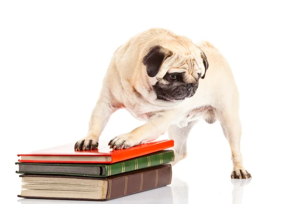 Carlino cane und libri isolati su sfondo bianco — Foto Stock
