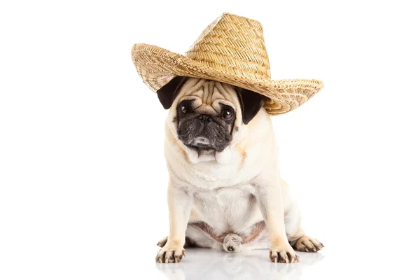 Mops Hund mexikanischen Hut isoliert auf weißem Hintergrund — Stockfoto