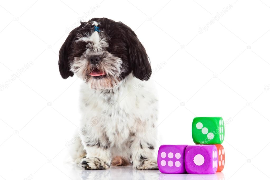 shih tzu with dices isolated on white background