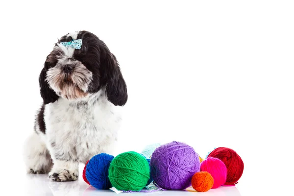 Shih tzu con filettature isolate su sfondo bianco — Foto Stock