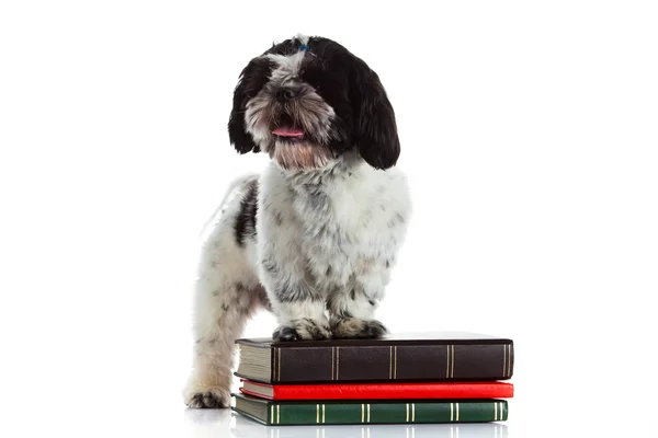 Shih tzu con libri isolati su sfondo bianco — Foto Stock