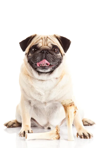 Mops pes kost izolovaných na bílém pozadí, — Stock fotografie