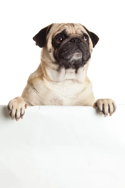 Mops Hund mit Bunner isoliert auf weißem Hintergrund. Design — Stockfoto