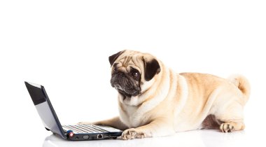 Beyaz arka plan üzerinde izole pug köpek bilgisayar