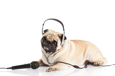Beyaz arka plan üzerinde callcenter izole kulaklık ile pug köpek