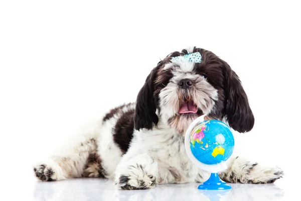 Shih tzu isoliert auf weißem Hintergrund Hund — Stockfoto