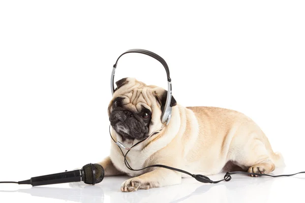 Perro pug con auriculares aislados en el centro de llamadas de fondo blanco — Foto de Stock