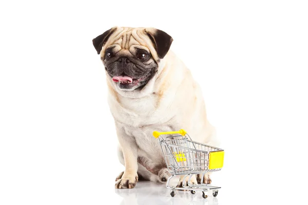 Mops Hund Einkaufswagen isoliert auf weißem Hintergrund. Käufer — Stockfoto