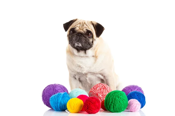 Pug dog thread balls isolated on white background doctor — Stock Photo, Image