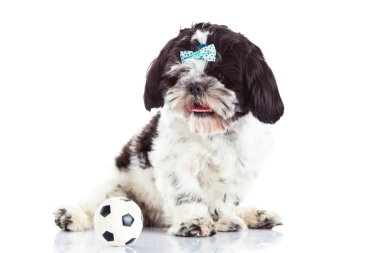 Shih tzu beyaz zemin üzerine izole topu ile
