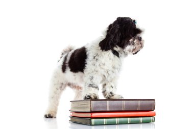 Shih tzu izole beyaz zemin üzerine kitaplar
