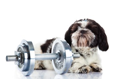 Shih tzu beyaz köpek izole dumbbell ile