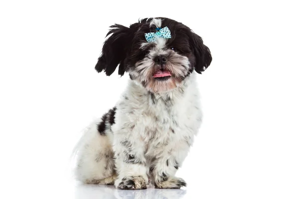 Shih tzu isolato su cane di sfondo bianco — Foto Stock