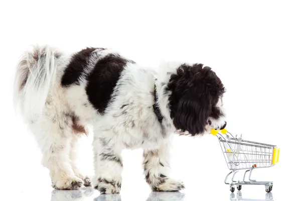 Shih tzu με ψώνια trolly που απομονώνονται σε λευκό φόντο σκυλί — Φωτογραφία Αρχείου
