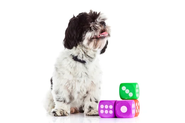 Shih tzu with dices isolated on white background — Stock Photo, Image
