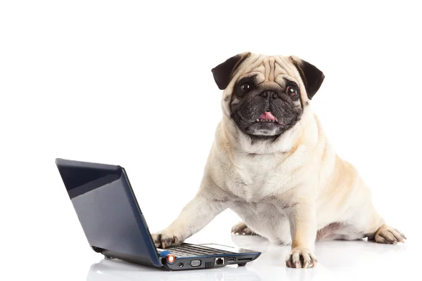 Mops pies komputera na białym tle — Zdjęcie stockowe
