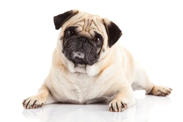 Perro pug aislado sobre fondo blanco — Foto de Stock