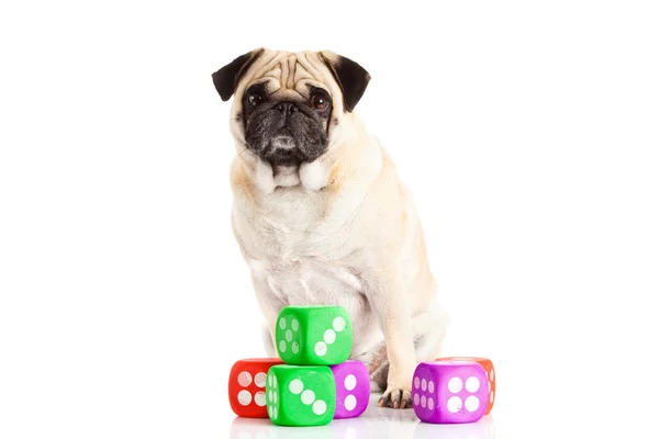 Pug dog isolated on white background dices — Stock Photo, Image