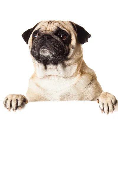 Собака-мопс с буннером на белом фоне — стоковое фото