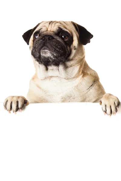 Perro pug con bunner aislado sobre fondo blanco — Foto de Stock