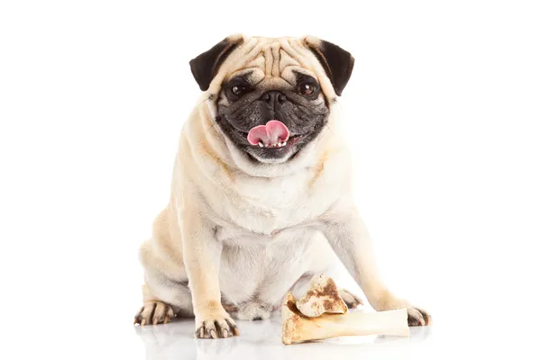 Pug dog bone isolated on white background, — Stock Photo, Image