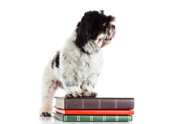 Shih tzu izole beyaz zemin üzerine kitaplar