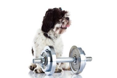 Shih tzu beyaz köpek izole dumbbell ile