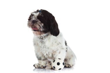 Shih tzu beyaz zemin üzerine izole topu ile