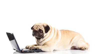 Beyaz arka plan üzerinde izole pug köpek bilgisayar
